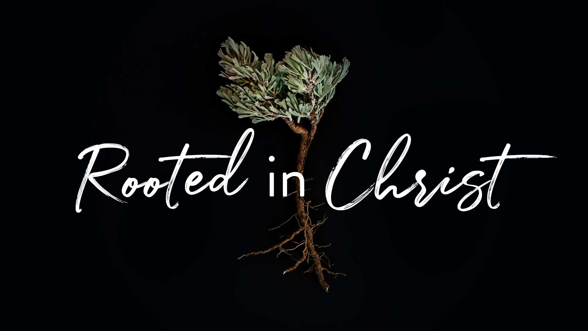 rooted-in-christ-mujer-verdadera-20-episodes-revive-our-hearts